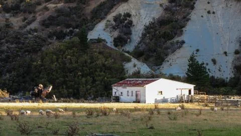 Shearing shed Fotos Stock