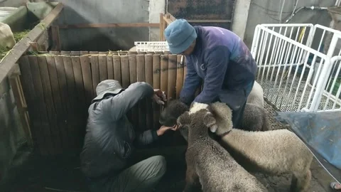 Shearing sheep on the farm 스톡 동영상 234665023