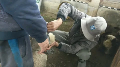 Shearing sheep on the farm Stock Footage 234665156