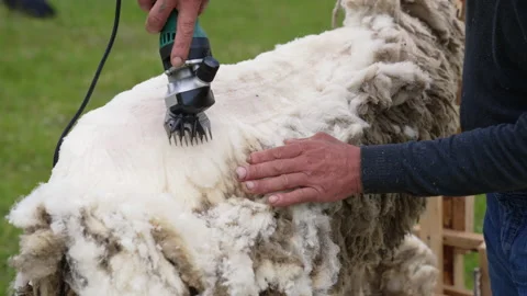 Shearing sheep on a farm. Soft wool is cutting by a special equipment Stock Footage 155162164