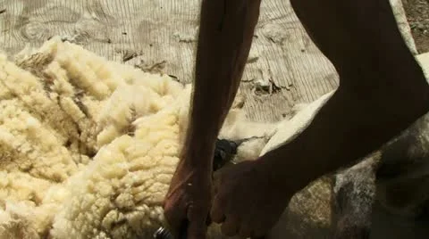 Shearing a sheep Stockbeeldmateriaal 11286321