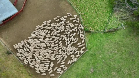 Shearing - Sheep in pen Stock Footage 321162602