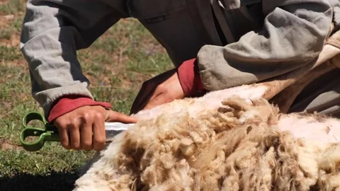 Shearing sheep for wool Stock Footage 294132782