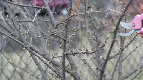 Shears cut currant bushes Stock Footage 61099666