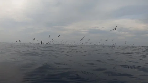 Shearwather 库存影片 115317427