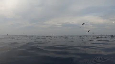 Shearwather 库存影片 115317461