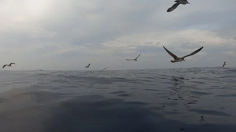 Shearwather 库存影片 115317469