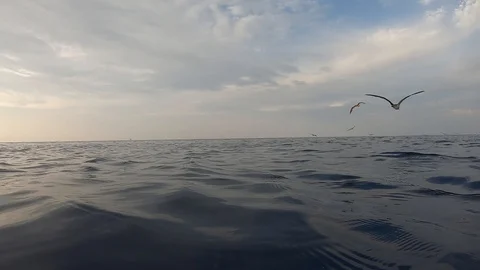 Shearwather 库存影片 115322735