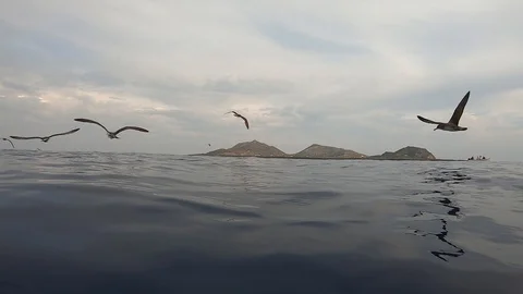 Shearwather 库存影片 115477969