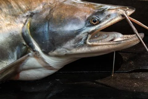 Sheatfish Stock Photos