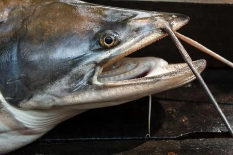 Sheatfish Stock Photos