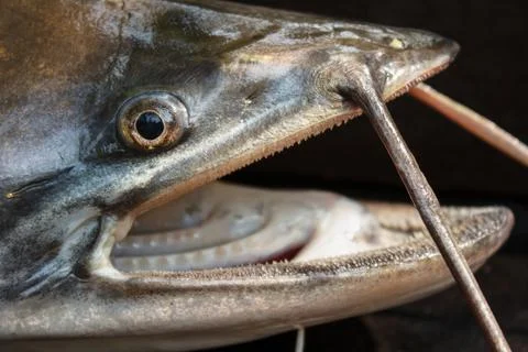 Sheatfish Foto stock