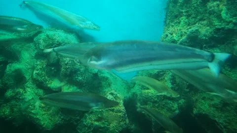 Sheatfishes Stock Footage 148251085