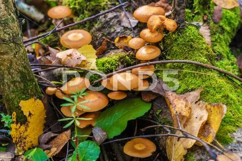 Sheathed woodtuft mushrooms on a dead tree covered with moss Stock Photos