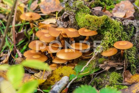 Sheathed woodtuft mushrooms on a dead tree covered with moss Stock Photos