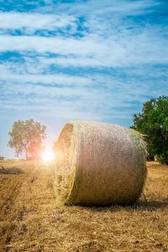 Sheaves of straw, apulia region Foto stock