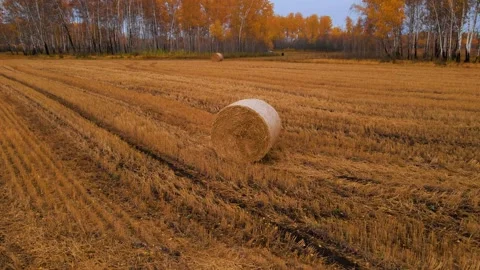Sheaves of straw, on the field, autumn, view from the quadcopter Stock Footage 196906889