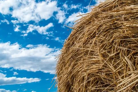 Sheaves of straw Foto stock