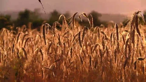 Sheaves Of Wheat At Dusk Stock Footage 69200963