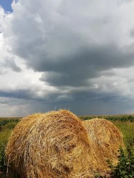 Sheaves of Wheat Stock Photos