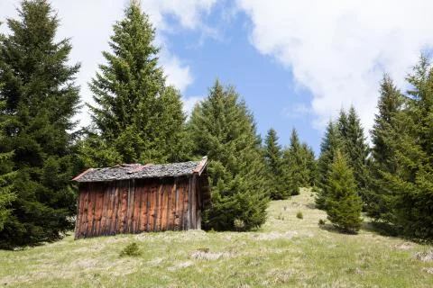 Shed and Pine Trees Stock Photos