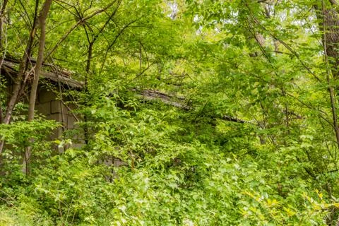 Shed concealed by tree branches. Stock Photos
