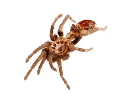 Shed Exoskeleton from Tarantula Stock Photos