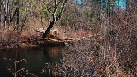 Shed on the river Stock-Footage 331658438