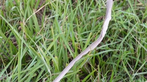 Shed snake skin on the grass Stock Footage 332556721