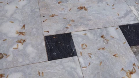 Shed Wings And Dead Flying Termites On Tiled Backyard Floor Stock-Footage 341737006