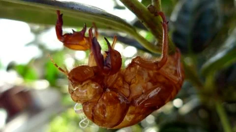 A Shedded Cicada Shell Still Attached To A Leaf And Branch Stock Photos