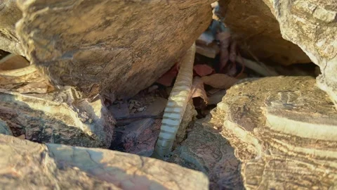 Shedded skin of snake Stock Footage 303633915