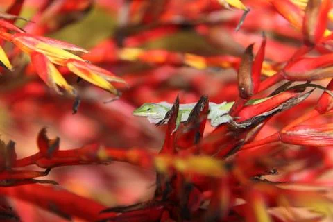 Shedding Anole Stock Photos