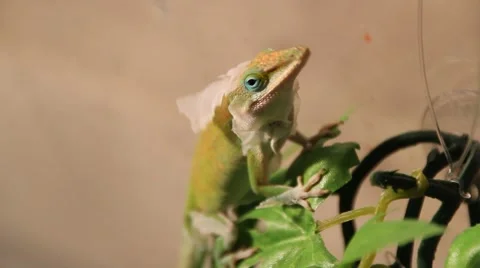 Shedding Lizard eating skin 動画素材 1070892