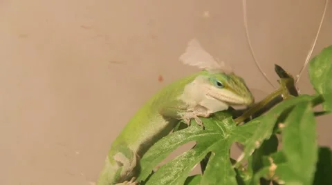 Shedding Lizard 動画素材 1070890