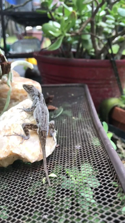 Shedding Lizard Resting on Large Natural Quartz Crystal Outside in the Sunshine  Stock Footage 300132690
