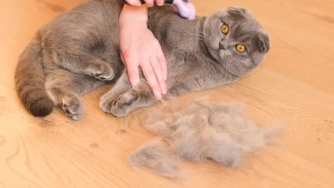 Shedding in a Scottish gray cat. Combing the fur of a cat Stock-Footage 253107252