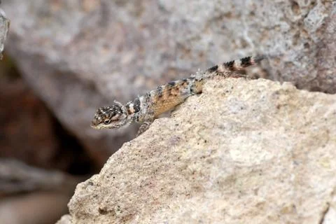 Shedding Spiny Lizard Stock Photos
