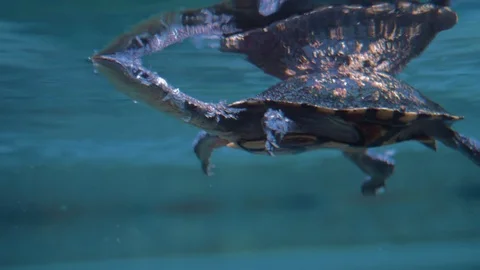 Shedding Turtle Stock Footage