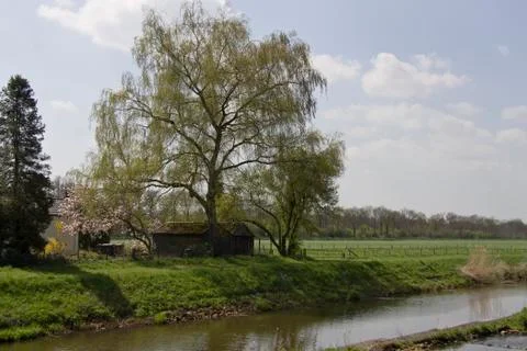 Shedundertree Stock Photos