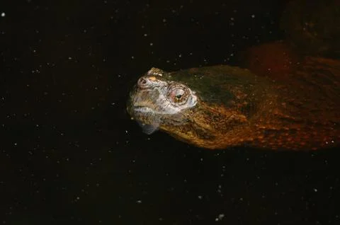 Sheen of water on snapping turtle Stock Photos