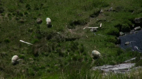 Sheep 01 스톡 동영상 435510