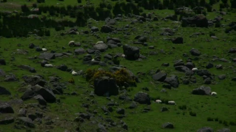 Sheep 02 Stock Footage 435475