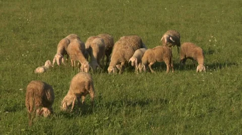 Sheep 06 Stock Footage 8690095