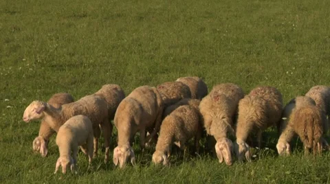 Sheep 07 Stock Footage 8690168