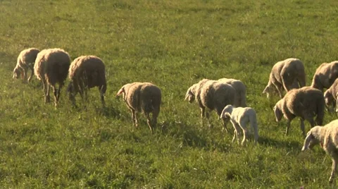 Sheep 08 Stock Footage 8690282