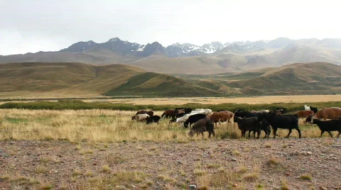 Sheep 1 Stock Footage 857121