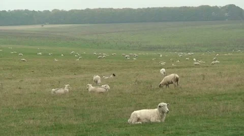 Sheep (1) Stock Footage 12721499