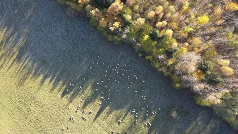 Sheep 1 Stock Footage 166400177