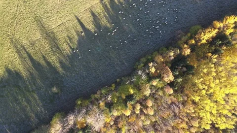 Sheep 1 Stock Footage 166401149